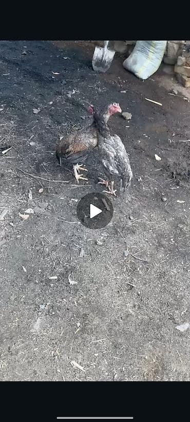 певчие попугаи: Продаю | Куры | Бойцовая | Для разведения — 2