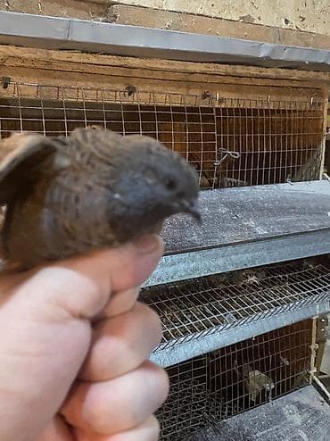 кормовые насекомые: Инкубационные яйцо китайских расписных перепелок - Породы/окрасы — 10