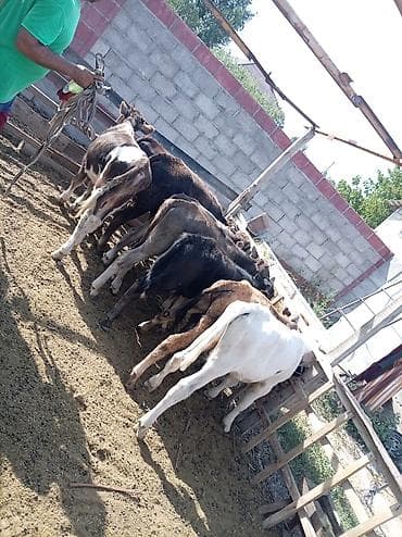 коровы симентал: Продаю | Бык (самец) | На откорм — 5