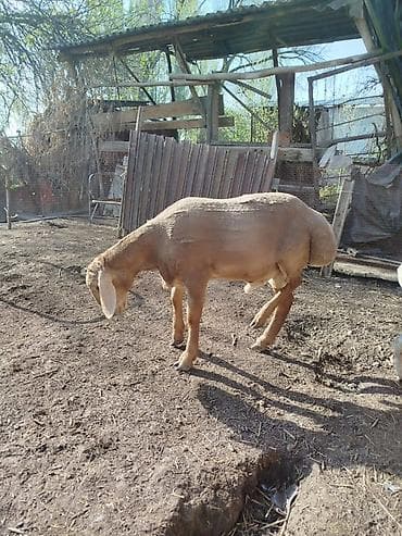 туша барана: Продаю | Овца (самка) | Гиссарская | Для разведения | Племенные — 4