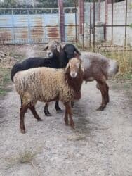 сколько стоит ожереловый попугай: Продаю | Овца (самка) | Для разведения — 5