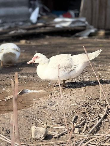 продаю птиц: Индоутки (мускусные утки), разноцветные окрасы: черные, бело‑черные — 8