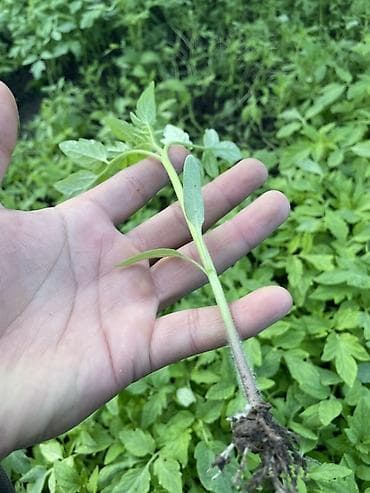 огурцы помидоры: Рассада овощных культур из грунтовой теплицы - Перец сладкий: крепкие — 4