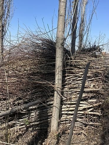 принимаю кукурузу: Дрова Тополь — 2