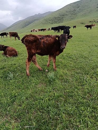 по карова: Продаю | Музоо, торпок | На откорм — 5