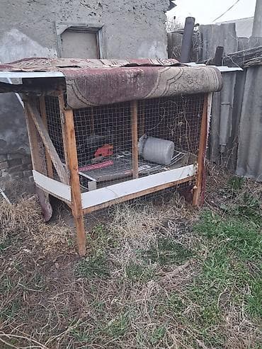 домашние куры: Защитные сетки от птиц — 1