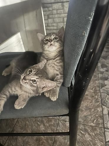 Животные: Котята серые табби, пара малышей с мягкой короткой шерстью и — 4