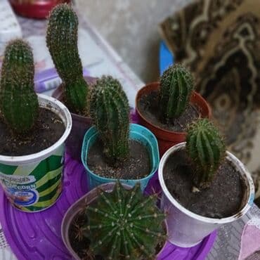 повторяющий кактус: Кактусы — 1