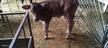 Продаю | Тёлка | Для разведения