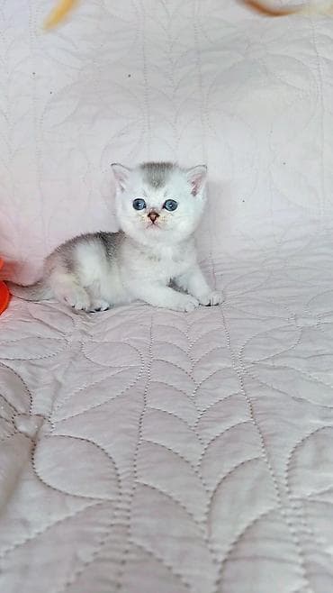 ангора кошка купить: Скотиш Страйт (Шотландская прямоухая), 1 месяц, Мальчик — 8