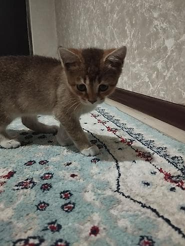 животные кошка: Британская короткошёрстная, 3 месяца, Девочка, Золотая шиншилла, Приучена к лотку, Проглистована — 4
