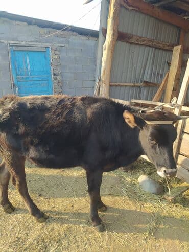 продам бу оборудование для птицефабрики: Продаю | Тёлка | Полукровка | На откорм | Отела не было — 4