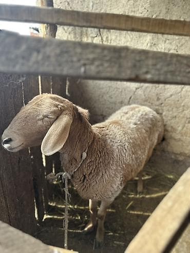Собаки: Продаю | Овца (самка) | Для разведения | Матка — 1