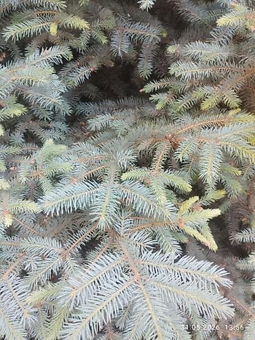 крымский сосна: Ель голубая (Picea pungens glauca), взрослая декоративная. - — 2