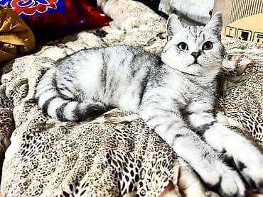 драбилка кду 2: Британ кыска жүндүү, 10 айлык, Эркек, Күмүш өңдүү шиншилла, Лотокко барууга үйрөтүлгөн — 5