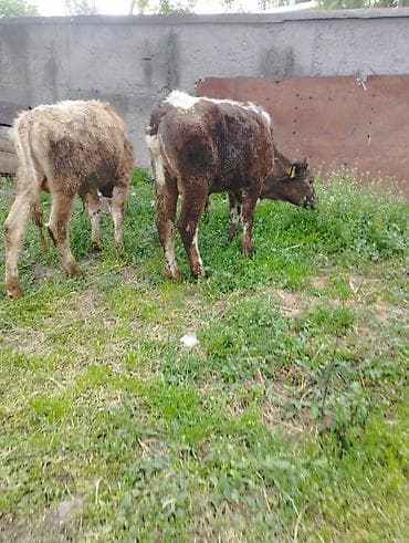 британская кошка бишкек: Продаю | Бык (самец) — 3