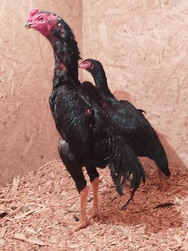 приют для животных ош: Дакан Короздор сатылат 4 штук бар активный алмашу жолдору бар адрес — 1