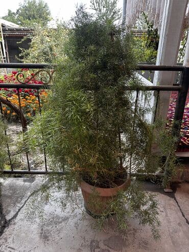 аквариум цена бишкек: Срочно продаю цветы — 1