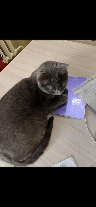 белая сибирская кошка: Британская короткошёрстная, 2 года, Мальчик, Голубой, Приучена к лотку — 3