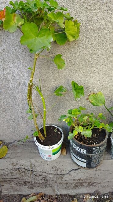 Пеларгония (герань)