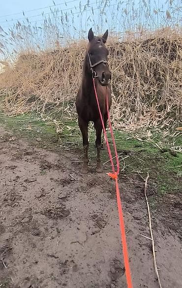 Продам с/х животных: Продаю | Конь (самец) — 2