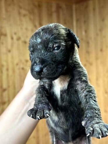 бульдоги: Щенки Канарского Дога (Presa Canario) С документами, прививками 8 — 13