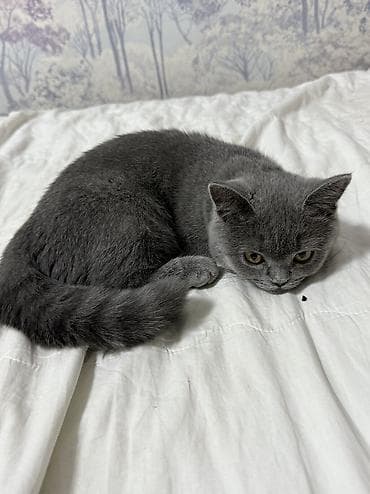 малинкий кошка: Британский короткошёрстный котёнок, окрас (пепельно‑серый)7 мес — 3