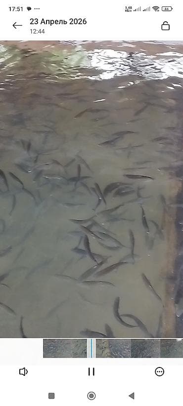 бу аквариум: Форель радужная, на дорост мальки 30гр. 150гр. 500гр — 7