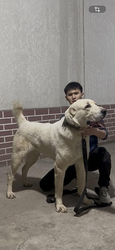 бычок бычки: Вязка: Алабай, Самец, 2 года, С прививкой, С родословной — 1