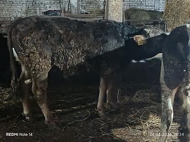 крупно рагатый скот: Продаю | Бык (самец) | Полукровка | На откорм — 1