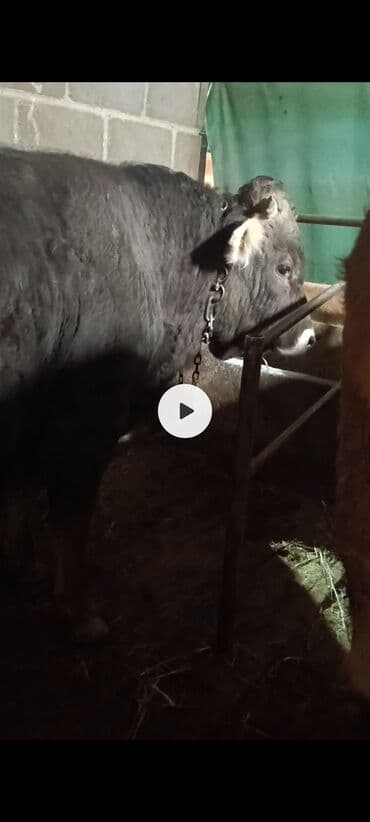 продажа домашних животных: Продаю | Бык (самец) | Швицкая | Для разведения, Для молока | Осеменитель, Искусственник — 1