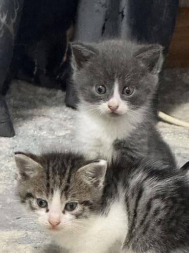 кошка котёнок: Котята в добрые руки — 6