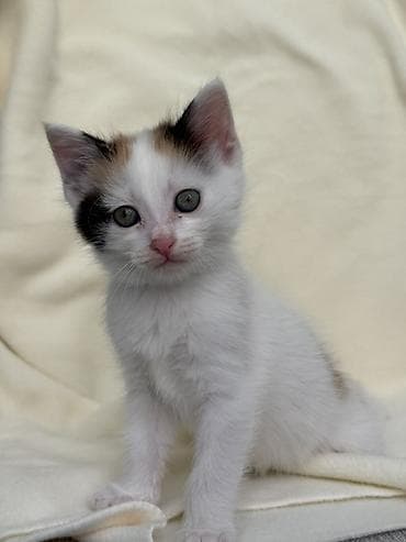 котят бесплатно: Ищем дом котяткам🥰 Возраст 1,5 месяца (3 июля родились) К лотку — 5