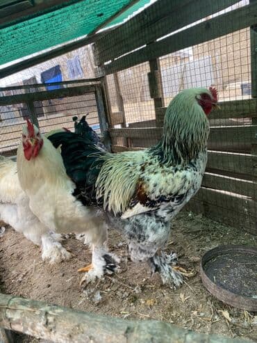 Продаю | Петух | Брама | Для разведения