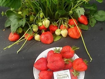 скупка клубника: Саженцы клубники Альбион с очень хорошей корневой системойсорт — 4