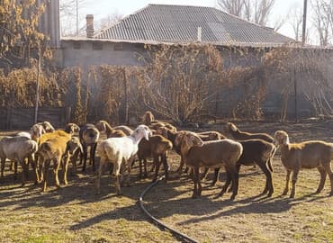 ящик для овощи: Продаю | Ягненок | На забой — 1