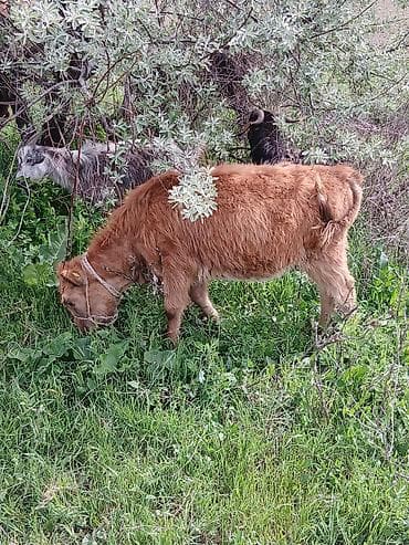 утки белые: Продаю | Музоо, торпок | Полукровка | На откорм | Привязанные — 3