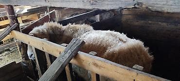 куры обмен: Продаю | Овца (самка) | Для разведения | Ярка — 6