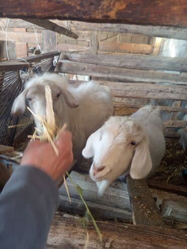 Ветеринар кызматы: Козы — 2