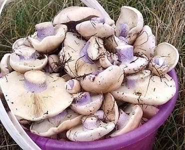 козу эти: К У П Л Ю ! ! !
Грибы синяя ножка! — 1