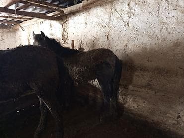 Зоотовары: Продаю | Жеребец | На забой, Для разведения — 9