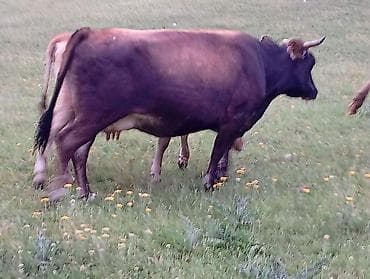 бычки швиц: Продаю | Корова (самка) | Для молока — 1