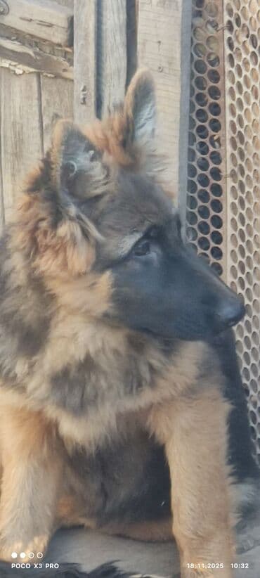 купить собаку корса: Щенки немецкой овчарки4месяца - Пухнастые малыши с крепким костяком и — 3