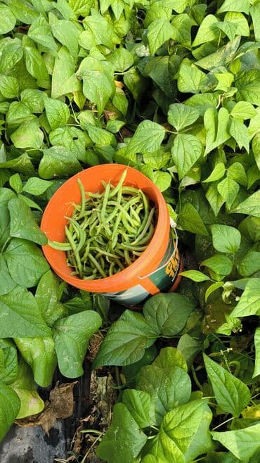 картинка сурот: Стручковая фасоль (зелёная, овощная) - Сорт: кустовая зелёная фасоль — 1