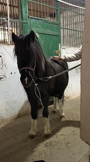 продаю баран буденовка: Продаю | Кобыла (самка) | Для разведения, Рабочий, Конный спорт — 3