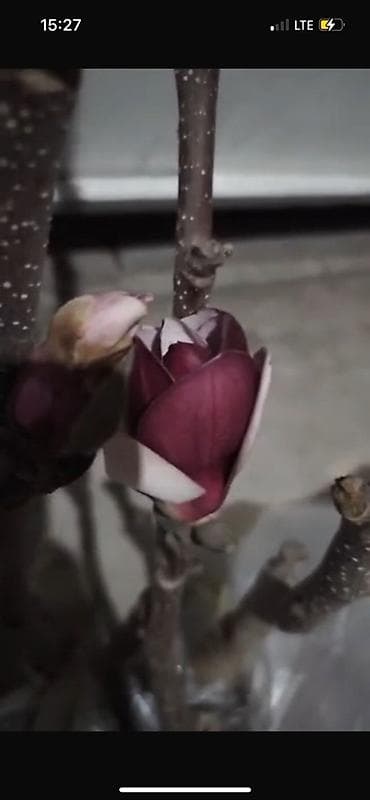 бутон: Саженцы — 2