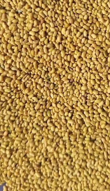 Семена кормовых растений: Люцерна