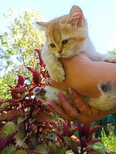 показы 1 354 72 договорная кошка даром британская короткошёрстная 1 год мальчик метис 2 позвонить написать: Шотландский котенок (девочка/страйт) золотого окраса - Окрас: тёплый — 2