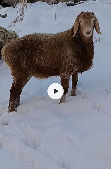 уй животный: Продаю | Баран (самец) | Гиссарская | Для разведения | Осеменитель — 1