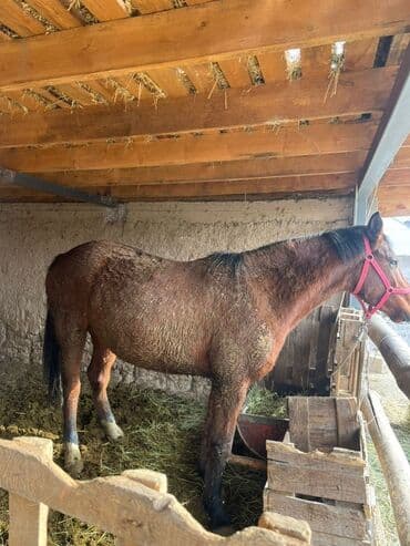 домашние птицы: Продаю | Жеребец | Полукровка | Для разведения | Мерин — 1